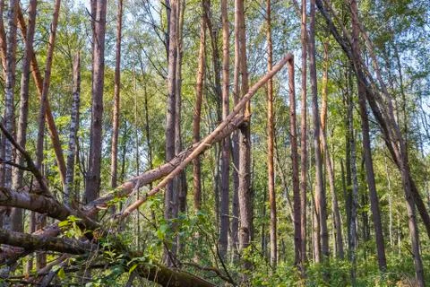 A hurricane in the forest knocked down trees and they fell Stock Photos