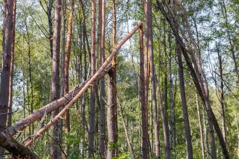 A hurricane in the forest knocked down trees and they fell Stock Photos