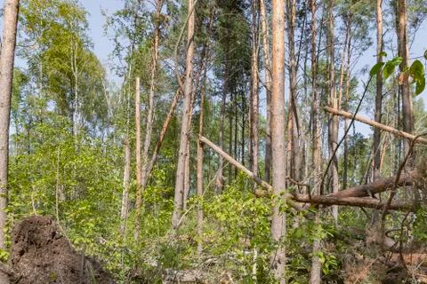 A hurricane in the forest knocked down trees and they fell Stock Photos