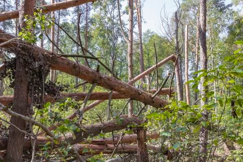 A hurricane in the forest knocked down trees and they fell Stock Photos