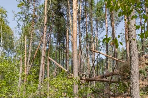 A hurricane in the forest knocked down trees and they fell Stock Photos