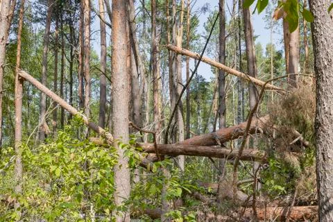 A hurricane in the forest knocked down trees and they fell Foto stock