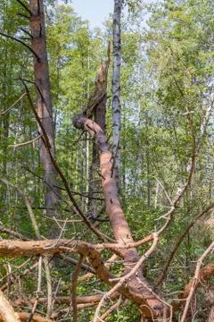 A hurricane in the forest knocked down trees and they fell Stock Photos