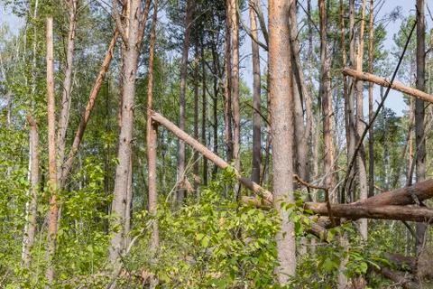 A hurricane in the forest knocked down trees and they fell Stock Photos