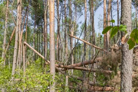 A hurricane in the forest knocked down trees and they fell Stock Photos
