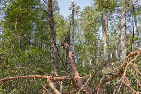 A hurricane in the forest knocked down trees and they fell Stock Photos
