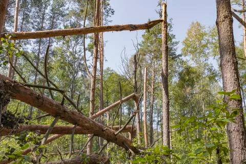 A hurricane in the forest knocked down trees and they fell Stock Photos