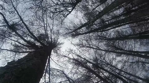 Hurricane in the forest,strong wind shakes the branches of trees Video stock 49294846