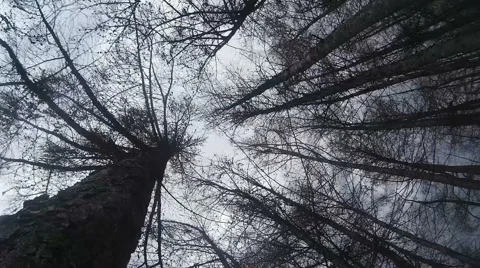 Hurricane in the forest,strong wind shakes the branches of trees 스톡 동영상 49297621
