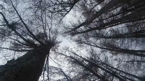 Hurricane in the forest,strong wind shakes the branches of trees Stock-Footage 49305242