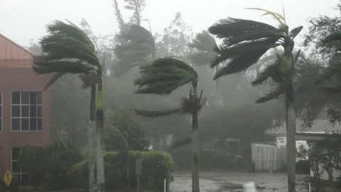 Hurricane Ian approaching palm trees sway Stock Footage 217408707