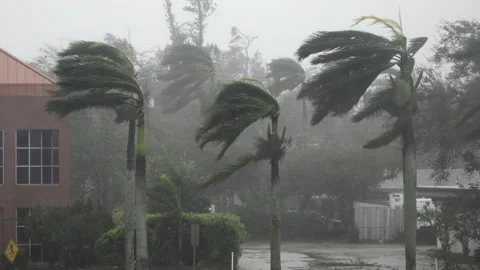Hurricane Ian palm trees Video stock 217409010