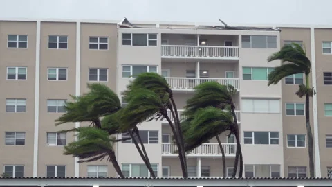 Hurricane Ian palms sway Stock Footage 217415204