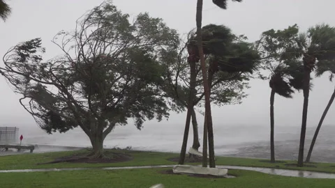 Hurricane Ian wind blowing through Fort Myers Stock Footage 217405914