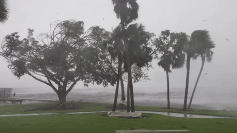 Hurricane Ian Wind Stock Footage 217407237
