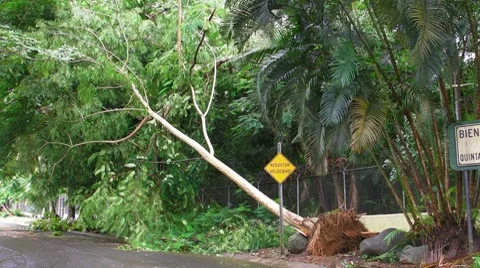 Hurricane Irene Aftermath-Fallen Tree on roadside Stock Footage 8561230