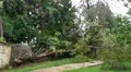 Hurricane Irene Aftermath-Fallen Tree breaks cement wall and fence HD Footage