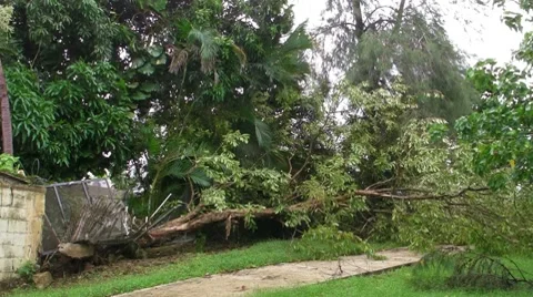 Hurricane Irene Aftermath-Fallen Tree breaks cement wall and fence Stock Footage 8561883