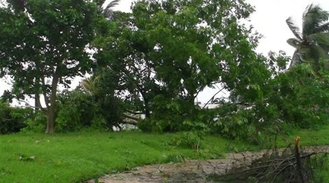 Hurricane Irene Aftermath-Fallen tree over sidewalks Stock Footage 8562217