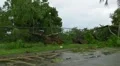 Hurricane Irene Aftermath-Fallen Trees-Broken cyclone fence + sidewalk HD Footage