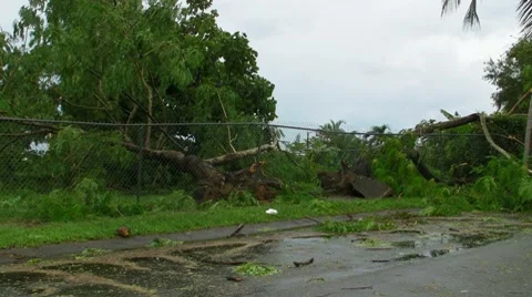 Hurricane Irene Aftermath-Fallen Trees-Broken  cyclone fence + sidewalk Stock Footage 8559124
