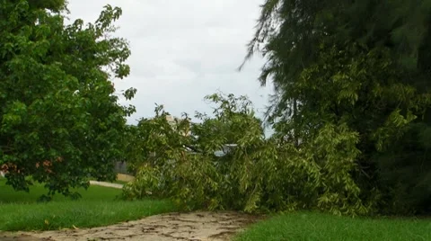 Hurricane Irene Fallen Tree on Sidewalk Stock Footage 8563872