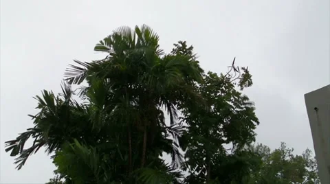 Hurricane Irene first winds before coming to shore Stock Footage 8565800