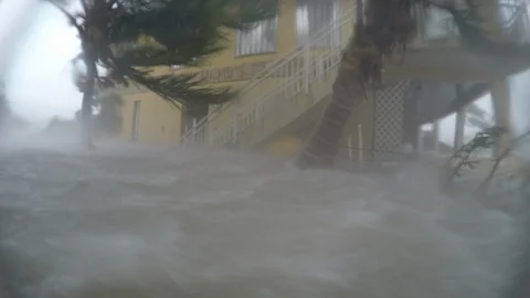 Hurricane Irma big wind gust flooding palms Stock Footage 105114751
