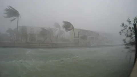 Hurricane Irma crazy wind bending palms 库存影片 105243572