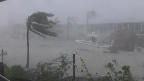 Hurricane Irma crazy wind palm trees fishing boat 库存影片 105245835