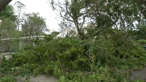 Hurricane Irma damage: Fallen trees and branches on street side in Florida 스톡 동영상 81534987