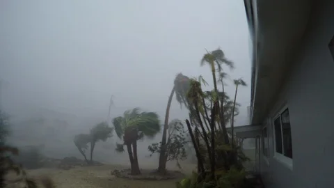 Hurricane Irma high wind trees blasted Video stock 105121322