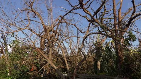 Hurricane Irma wind strips trees Stock Footage 83561747