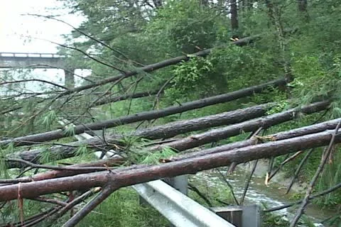 Hurricane Ivan fallen pine tress Video stock 12575646