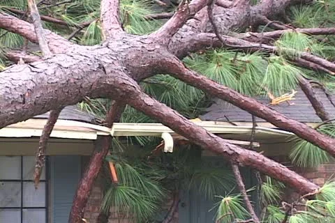 Hurricane Ivan tree crashes through a roof Video stock 12575245