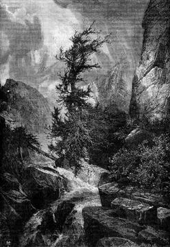 Hurricane. The largest cedars were twisted by the force of the wind, vinta... Fotos de archivo