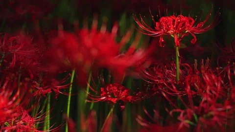 Hurricane lily in the forest close up back shallow focus Video stock 80360799