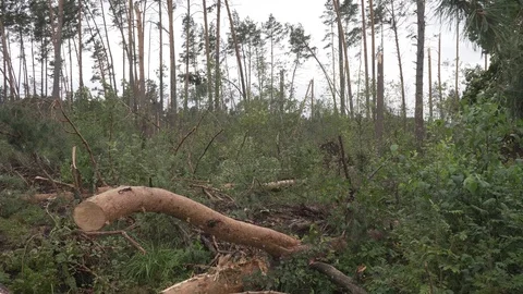 Hurricane many broken trees cataclysms Stock Footage 114417155