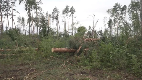 Hurricane many broken trees cataclysms Stock Footage 114417167