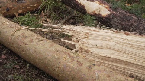 Hurricane many broken trees cataclysms Stock Footage 114417185