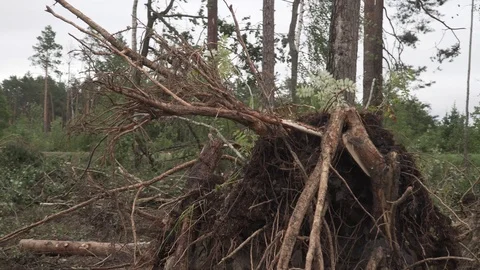 Hurricane many broken trees cataclysms Stock Footage 114417196