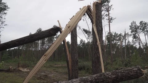 Hurricane many broken trees cataclysms Stock Footage 114417237