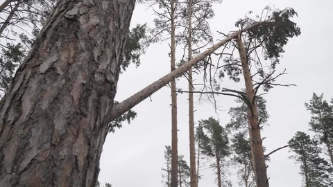 Hurricane many broken trees cataclysms Stock Footage 114417246