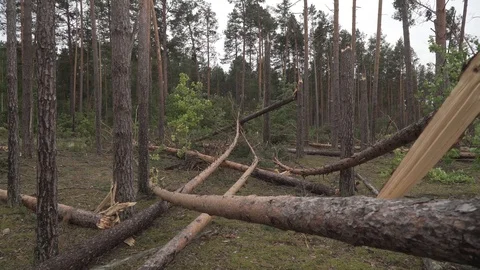 Hurricane many broken trees cataclysms Stock Footage 114417266
