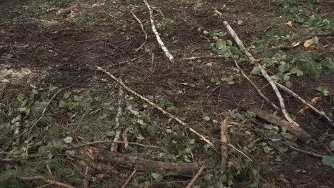 Hurricane many broken trees cataclysms Stock Footage 114417454