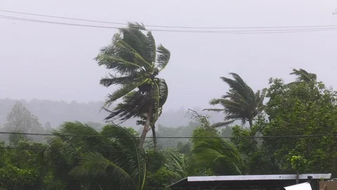 Hurricane Maria high wind palm trees Stock Footage 95680780