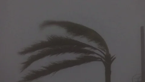 Hurricane Maria palm tree Stock Footage 80464376