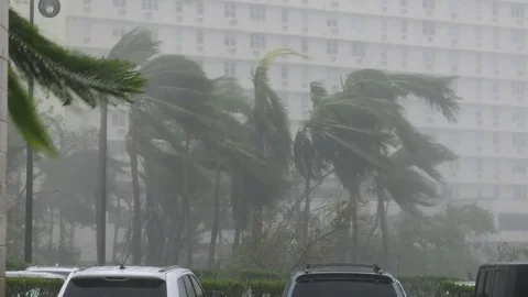 Hurricane Maria, palm trees, high wind, horizontal rain, San Juan Video stock 80464720
