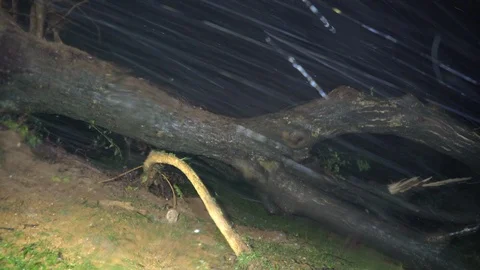 Hurricane Maria tree falls high wind horizontal rain Stock Footage 95680847