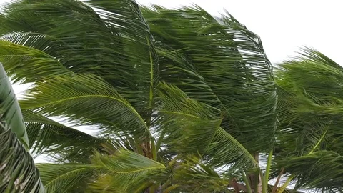 Hurricane Matthew - wind blows through palm trees Stock Footage 73027988